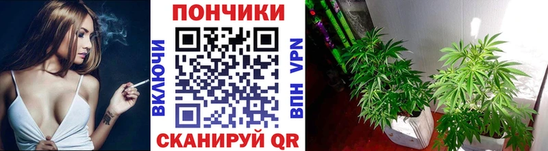 Бошки Шишки Amnesia  Курлово 